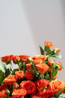 芳香四溢橙色芭比玫瑰实拍图