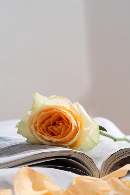 温馨浪漫香槟玫瑰实拍图