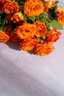 芬芳空气橙色芭比玫瑰实拍图