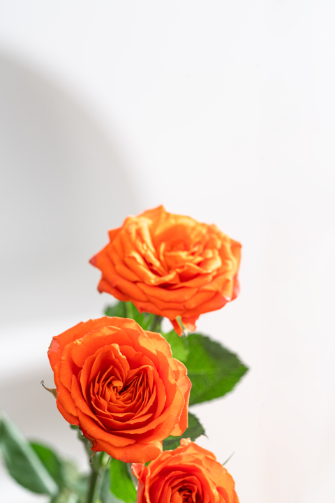 娇羞欲滴橙色芭比玫瑰实拍图版权图片下载