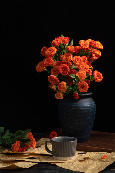 绽放芬芳玫瑰实拍图