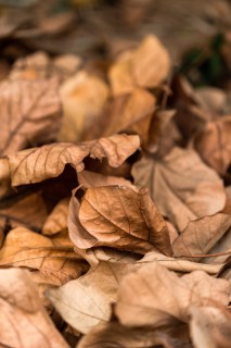 季节交替落叶近景高清图