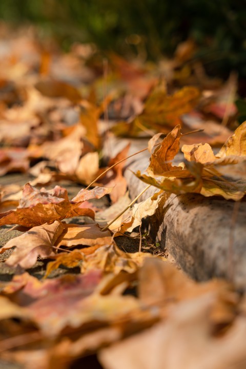 马路边掉落的树叶高清图版权图片下载