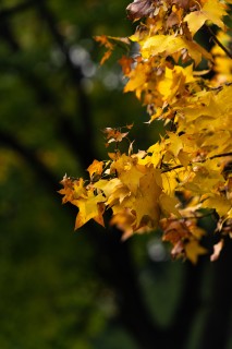 深秋黄色树叶近景高清图