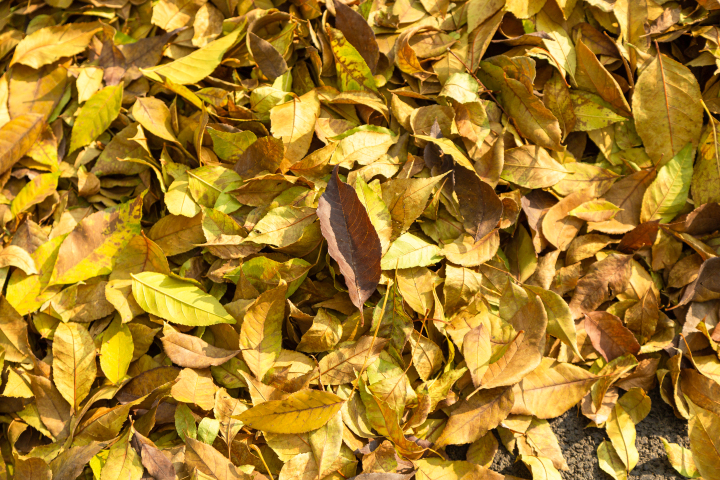 秋季落叶俯拍高清图版权图片下载