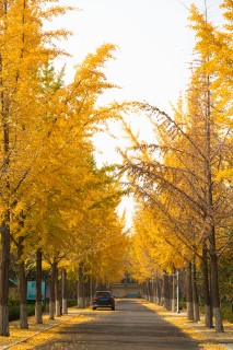 唯美已经秋天黄色树叶街道高清图