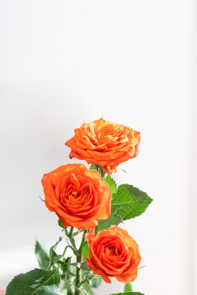 香气四溢橙色芭比玫瑰实拍图