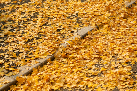 散落一地的落叶实拍图