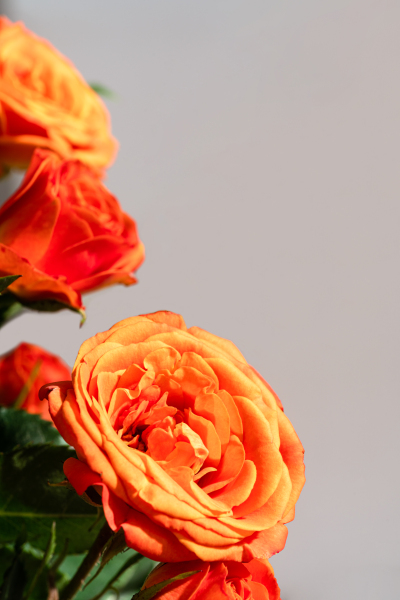纯真与浪漫橙色芭比玫瑰实拍图