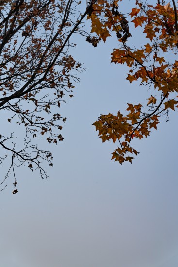 仰拍秋天干枯的树叶高清图