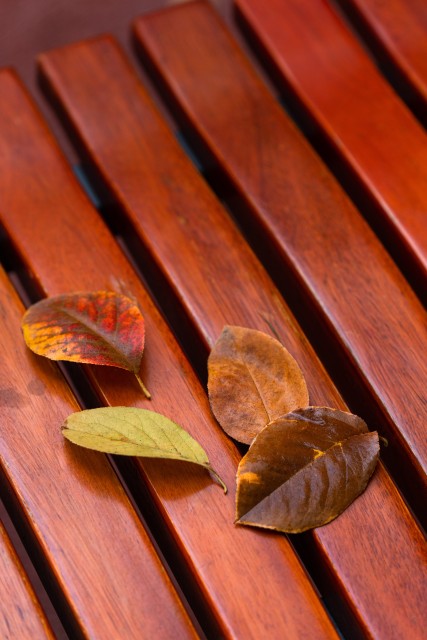 公园长椅上的黄色落叶实拍图