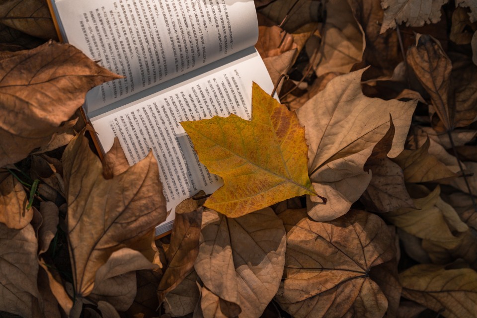 翻开的书籍秋季落叶实拍图
