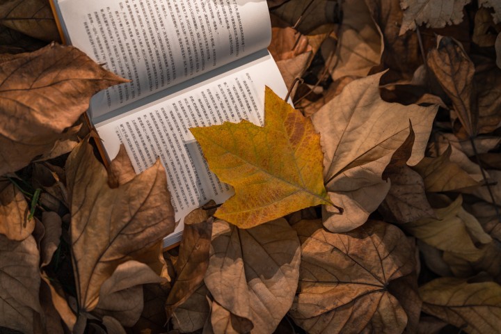 翻开的书籍秋季落叶实拍图版权图片下载
