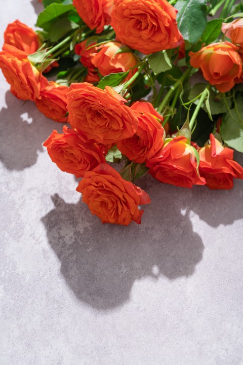 浓郁迷人橙色芭比玫瑰实拍图版权图片下载