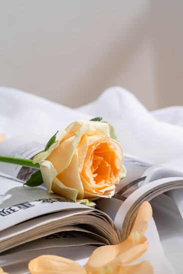 芳香四溢香槟玫瑰实拍图