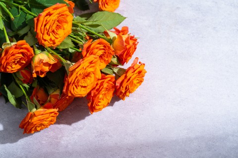 生机勃勃橙色芭比玫瑰实拍图