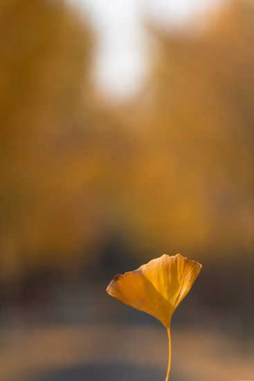 银杏林里的黄色落叶摄影图