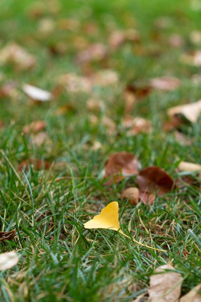 青草地上的黄色树叶实拍图