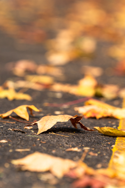 地面黄色落叶实拍图