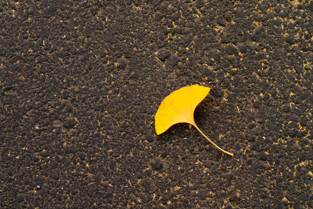单片黄色银杏树叶唯美高清图版权图片下载