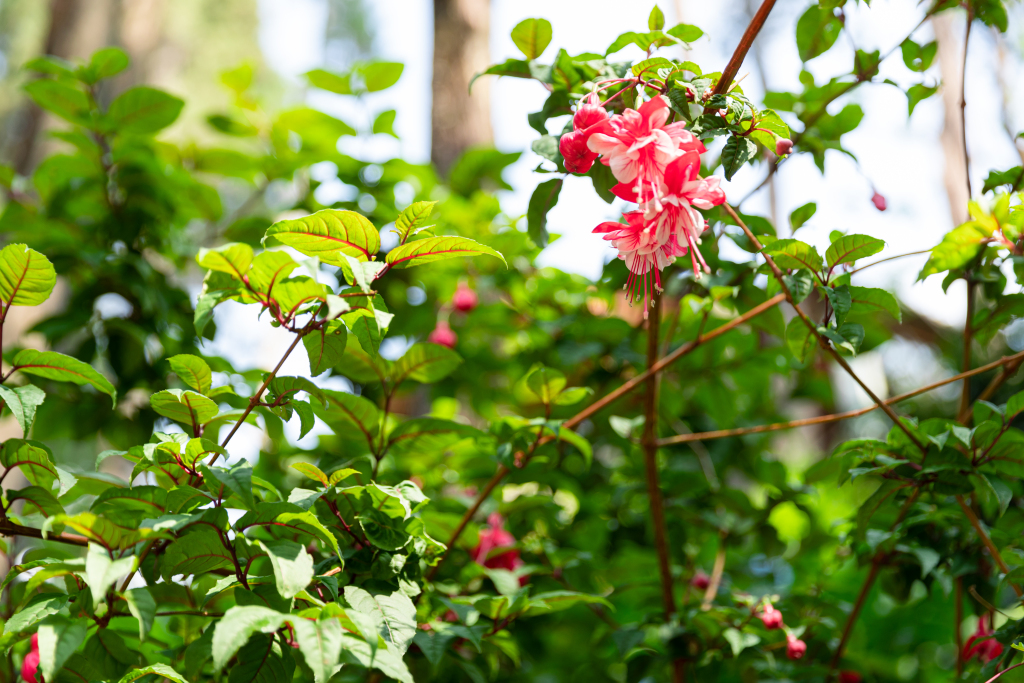 红色花朵绿色树丛实拍图版权图片下载