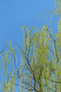 春天繁茂的绿色柳枝条实拍图