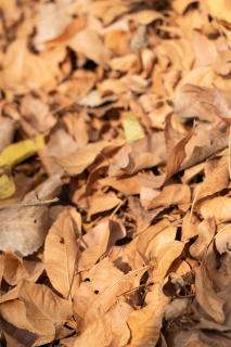 干枯的棕黄色树叶近景实拍图