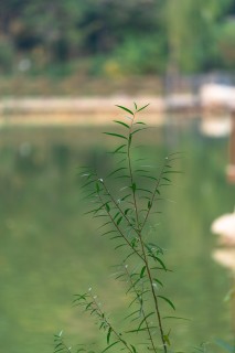湖边幽静的绿植实拍图