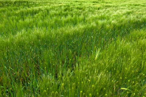 绿色草地风景图
