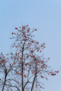 枝头挂满甜美柿子实拍图