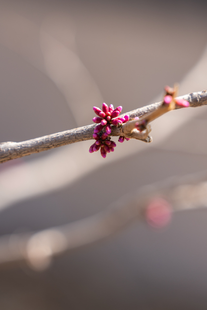 新长出的花骨朵实拍图