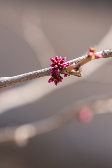 新长出的花骨朵实拍图