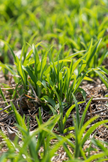 青葱草地上的雨露实拍图