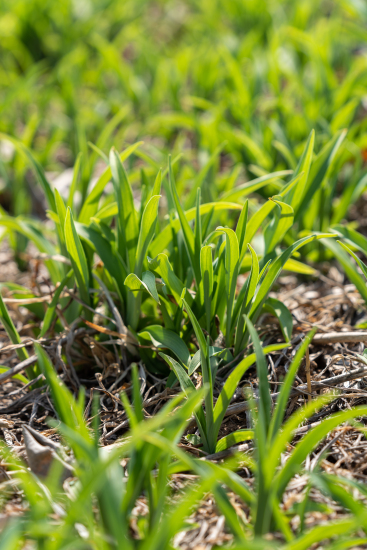青葱草地上的雨露实拍图