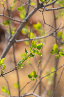 春天嫩绿色的枝丫实拍图