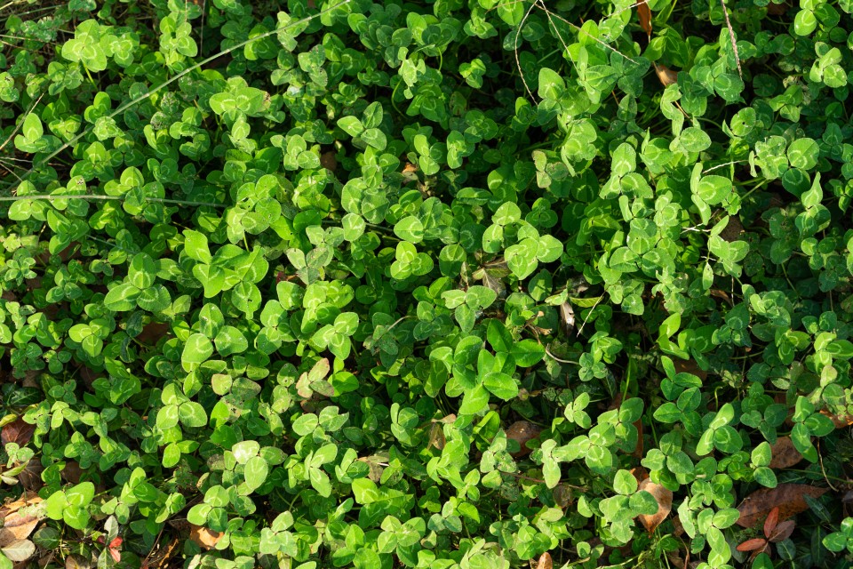 清新翠绿的嫩芽实拍图