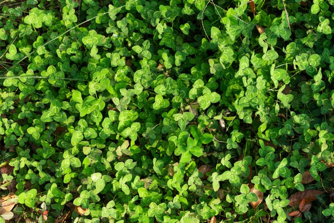 清新翠绿的嫩芽实拍图