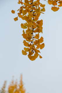 秋天银杏树叶美景摄影图