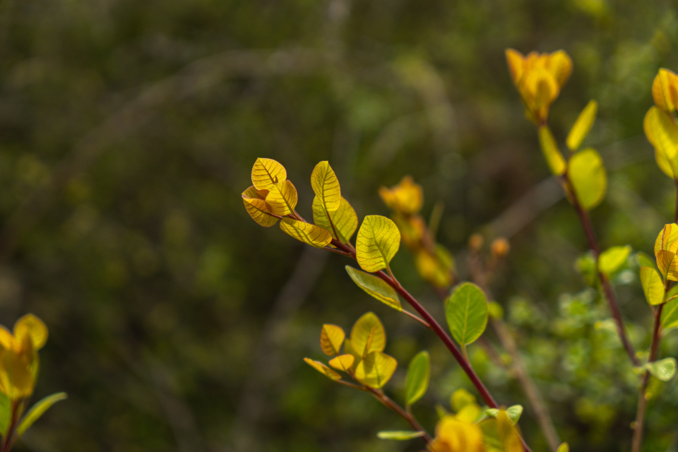 绿野奇观植物实拍图