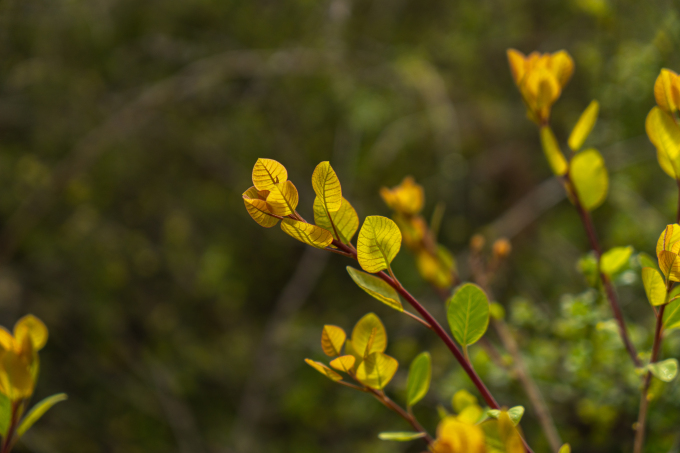 绿野奇观植物实拍图