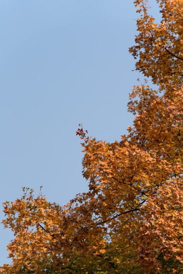 清澈天空红色树叶实拍图