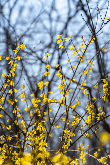 缤纷美丽的花朵实拍图