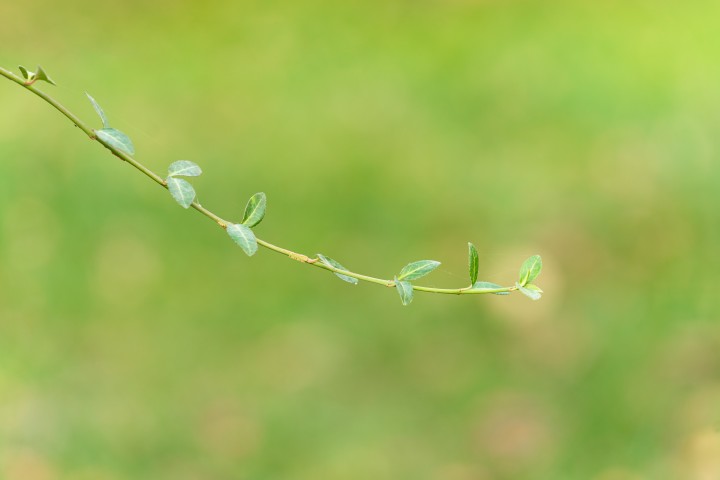 绿意清新嫩绿叶子实拍图版权图片下载