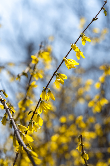 绽放明媚迎春花实拍图