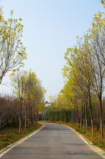 道路两旁的树木实拍图