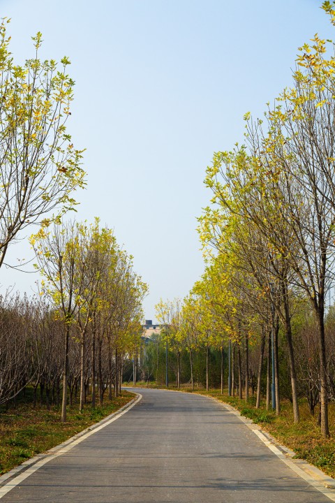 道路两旁的树木实拍图版权图片下载