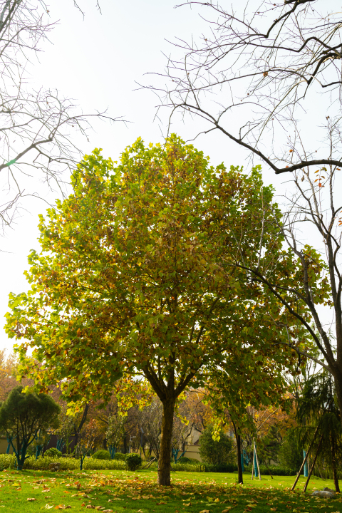 秋天泛黄树木实拍图版权图片下载