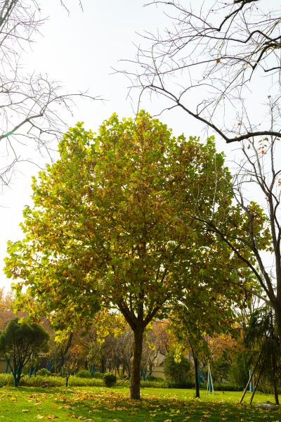秋天泛黄树木实拍图