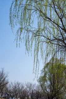 垂下的柳树枝条实拍图