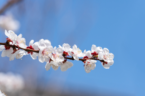 桃花盛开特写实拍图